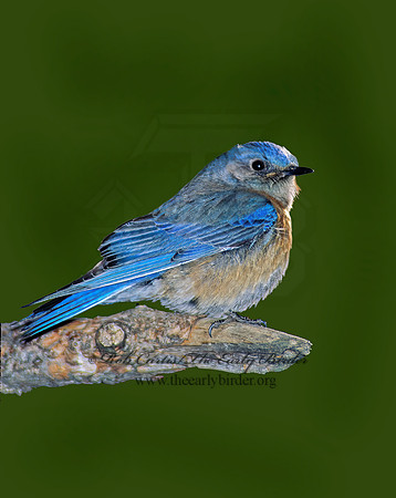 Sialia mexicana  WESTERN BLUEBIRD 121820z