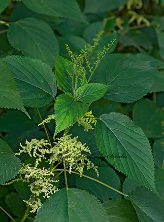 Urtica dioica  STINGING NETTLE 8007939z