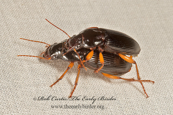 Notiobia sayi~  HARPALINI GROUND BEETLE  9048384z