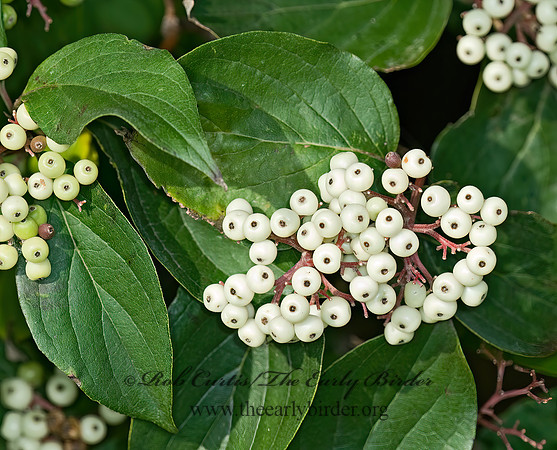 Cornus racemosa  GRAY DOGWOOD 7015040z