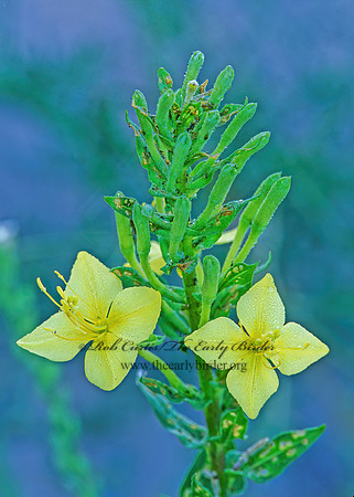 Oenothera rhombipetala  FOURPOINT EVENING PRIMROSE 243930z
