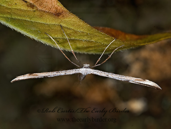 Emmelina monodactyla MORNING-GLORY PLUME MOTH 601678z