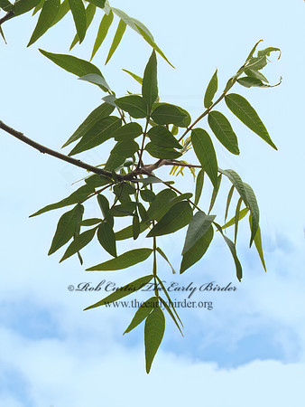 Rhus lanceolata  PRAIRIE FLAMELEAF SUMAC 3035410z