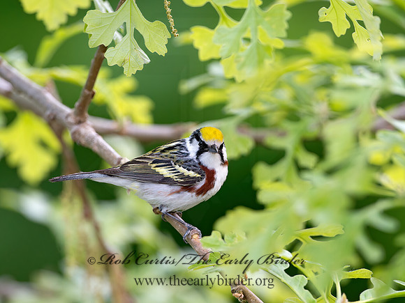Setophaga pennsylvanica  CHESTNUT-SIDED WARBLER 9038971z