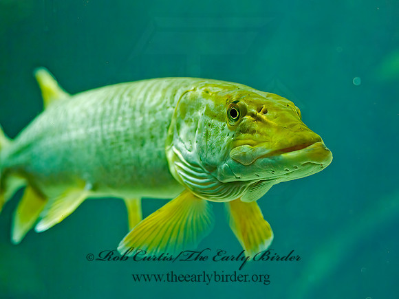 Esox masquinongy  MUSKELLUNGE 4002647z