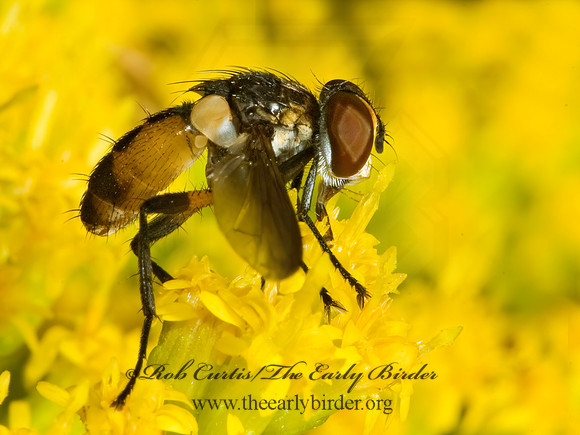Xanthomelanodes  GYMNOSOMATINI TACHINID FLY 5014872z