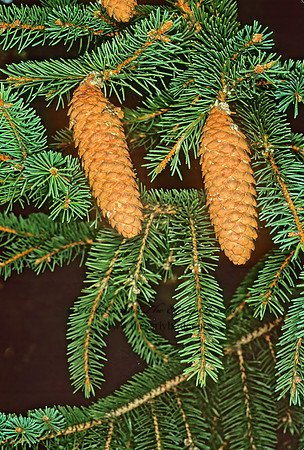 Picea asperata  DRAGON SPRUCE 215223z