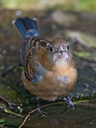 Guiraca caerulea  BLUE GROSBEAK 3030493z