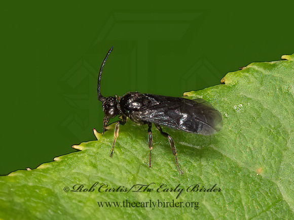 Argidae  ARGID SAWFLY 3022523z