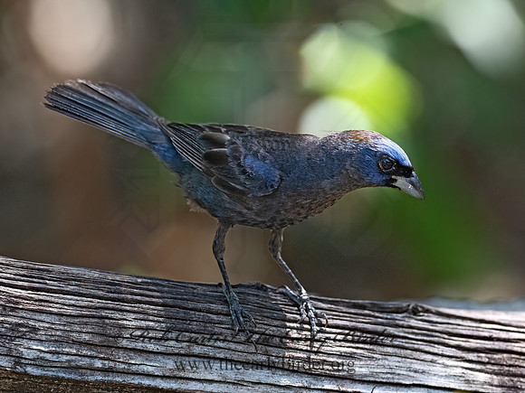 Passerina versicolor  VARIED BUNTING 3039718z