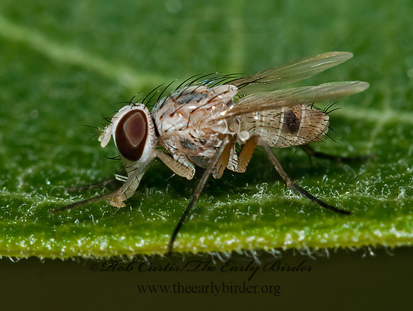 Allognota semivitta~  SOLDIER FLY~ 3008953z