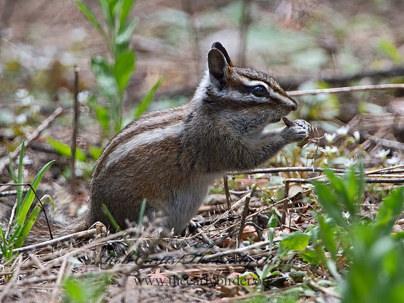 Neotamias merriami  MERRIAM'S CHIPMUNK  9058636z