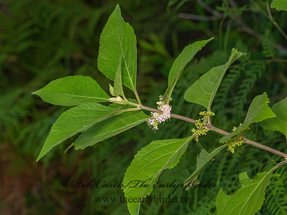 Callicarpa americana  AMERICAN BEAUTYBERRY 3041358-z