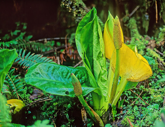 Lysichiton americanum  AMERICAN SKUNK CABBAGE 145501z