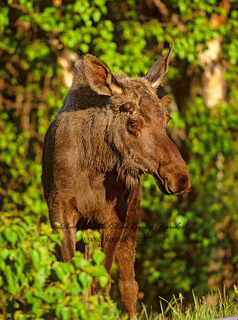 Alces alces  MOOSE 233414 z