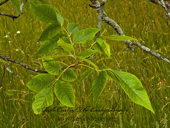 Fraxinus pennsylanicus  RED ASH 5009171z