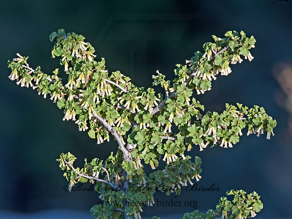 Ribes cereum  WAX CURRANT 8035998z