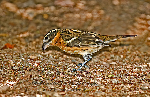 Pheucticus melanocephalus  BLACK HEADED GROSBEAK 5005495z