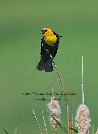 Xanthocephalus xanthocephalus  YELLOW-HEADED BLACKBIRD 6004196z