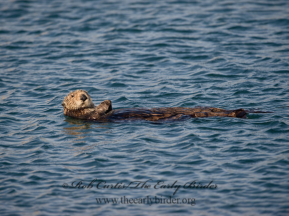 Enhydra lutris nereis  SOUTHERN SEA OTTER 9057954z