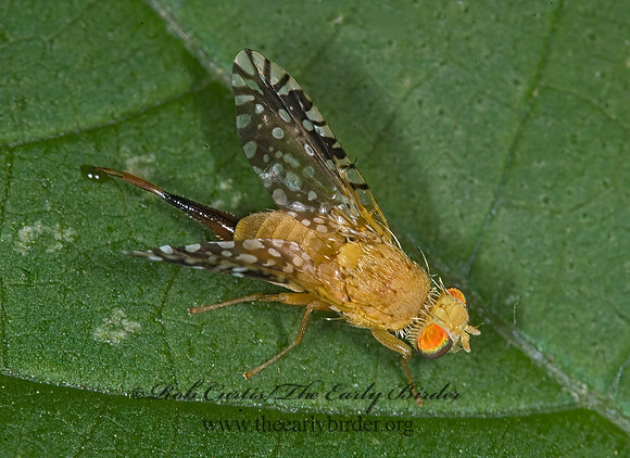 Euaresta festiva  FRUIT FLY 6012423z