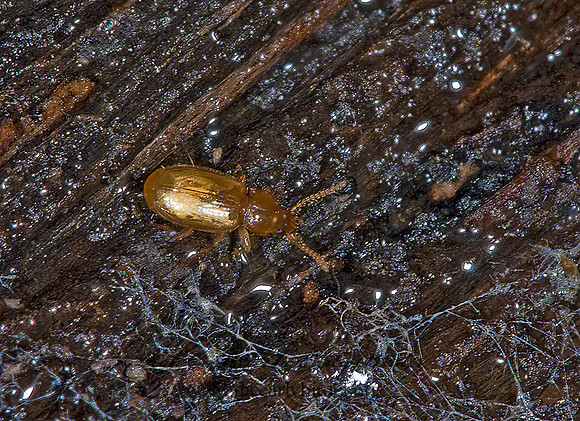 Mioptachys flavicauda 6016875z