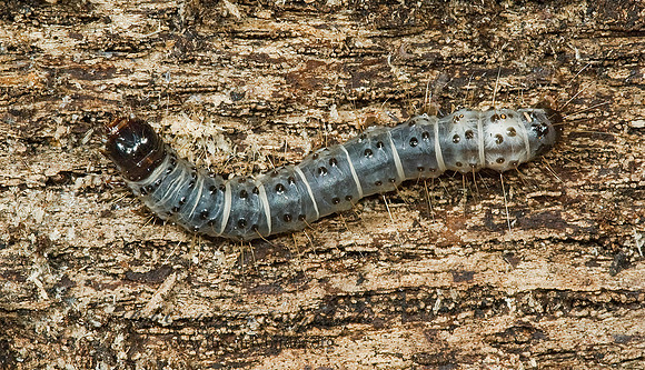 Scolecocampa liburna DEAD-WOOD BORER MOTH 5012522 z