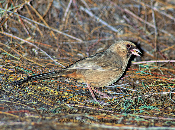 Melozone aberti  ABERT'S TOWHEE 122627z