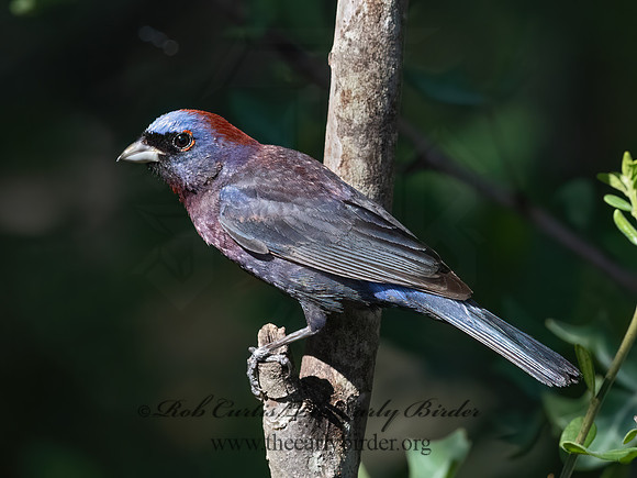 Passerina versicolor  VARIED BUNTING 3041007z
