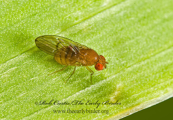 Drosophila immigrans  VINEGAR FLY 5014200z