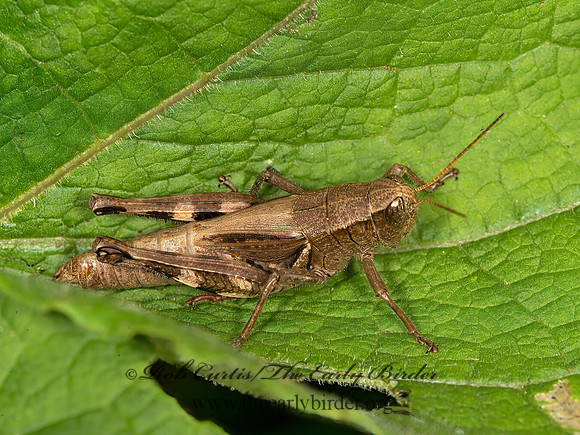 Melanoplus walshii  WALSH'S SHORT-WINGED GRASSHOPPER 9041226z