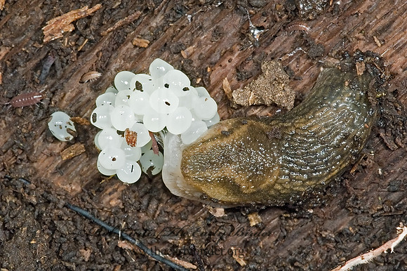 Arion fasciatus BANDED ARIONID SLUG 5002752z