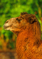 Camelus bactriaus  BACTRIAN CAMEL 159937z