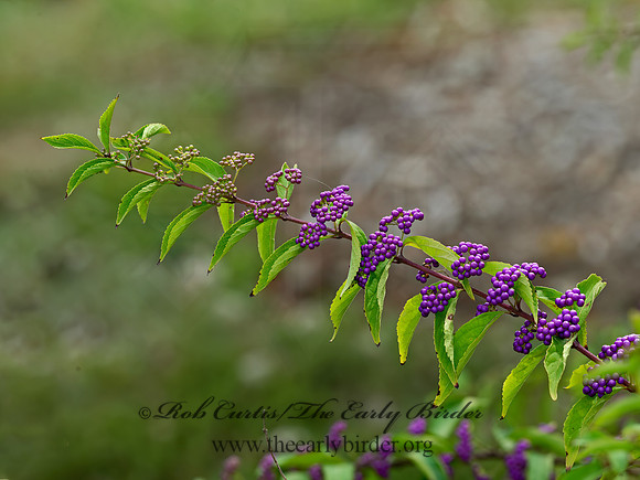 Callicarpa dichotoma  PURPLE BEAUTYBERRY 9050540z