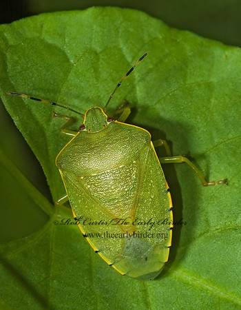 Chinavia hilaris  GREEN STINKBUG 5001989z