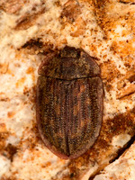 Peltis pippingskoeldi  BARK-GNAWING BEETLE  9058178z