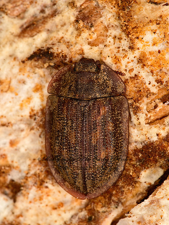 Peltis pippingskoeldi  BARK-GNAWING BEETLE  9058178z
