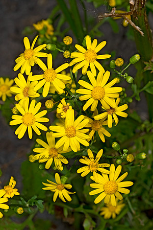 Packeria glabella BUTTERWEED 9078412z
