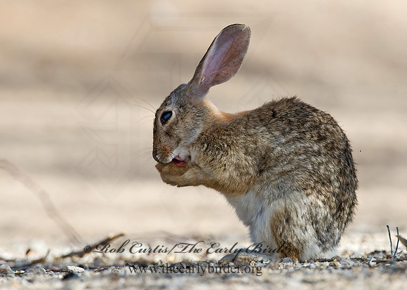 Sylvilagus auduboni  DESERT COTTONTAIL 7007015z
