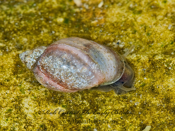 Physella acuta PHYSID SNAIL 6022250z