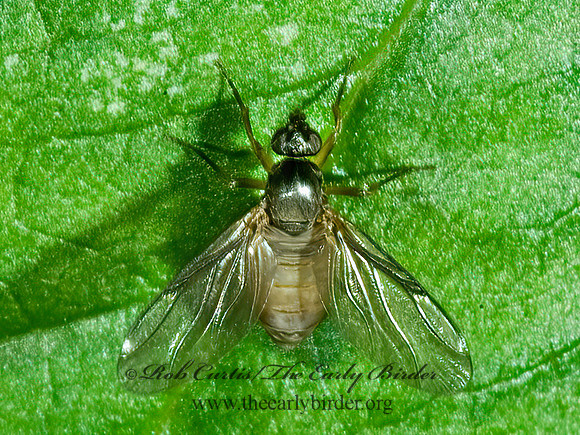 Gymnophora luteiventris  SCUTTLE FLY 4003116z