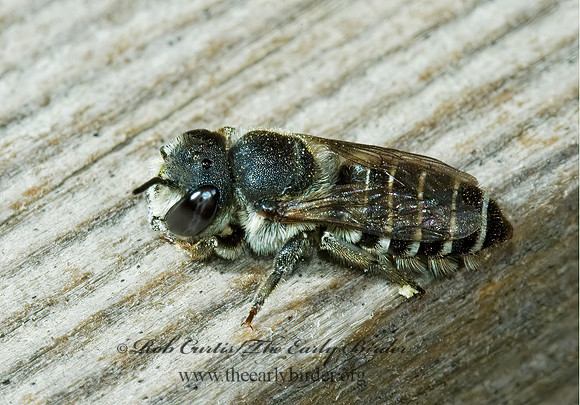 Megachile (Chelostomoides) campanulae  5002303z