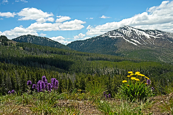 MOUNTAIN SCENE 9061268z