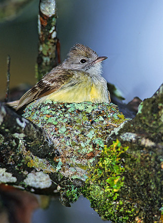 Elaenia flavogaster  YELLOW-BELLIED ELAENIA 206202z