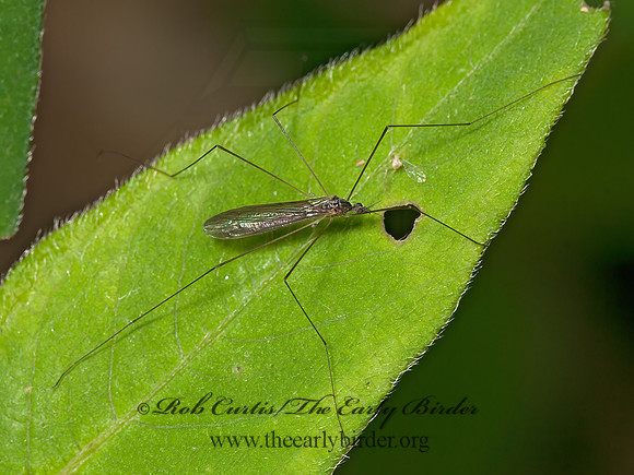 Dicranomyia  LIMONIID CRANE FLY 3015727z