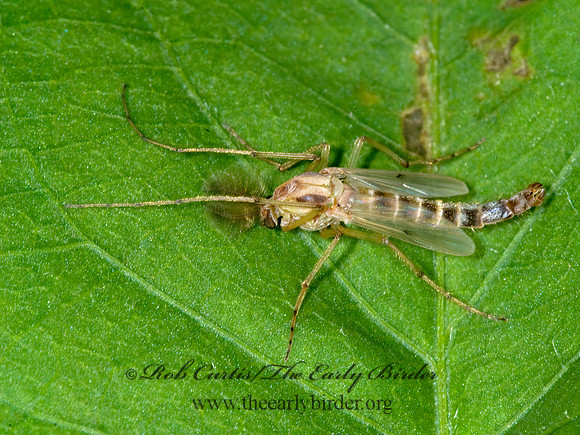 Chironomus crassicaudatus  CHIRONOMINI MIDGE  6013455z