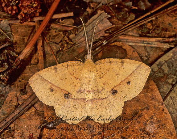Eusarca fundaria DARK-EDGED EUSARCA MOTH 277309z