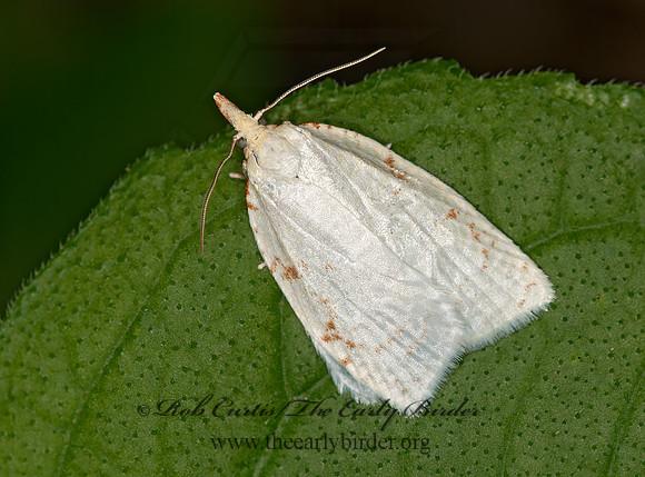 Cenopis pettitana  BASSWOOD LEAFROLLER 3015486z