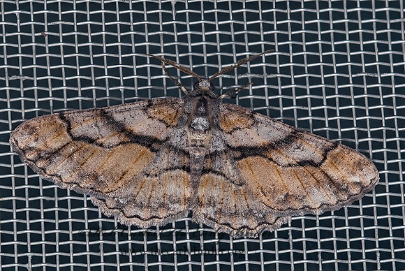 Mericisca gracea BOARMINI GEOMETRID MOTH 6027669z
