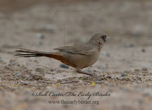 Melozone aberti  ABERT'S TOWHEE 9056821 copyz